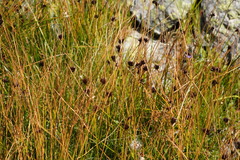 Juncus jacquinii