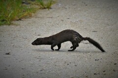 Neogale vison evergladensis