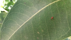 Asclepias syriaca