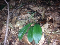 Galearis spectabilis