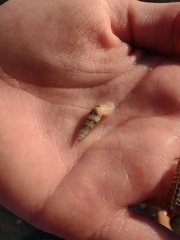 Terebrinae