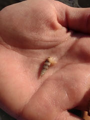 Terebrinae
