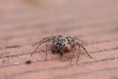 Hamataliwa grisea
