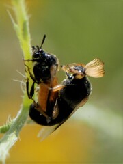 Ripiphorus neomexicanus