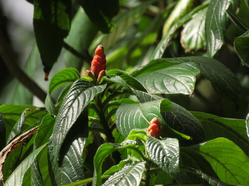 Aphelandra sinclairiana