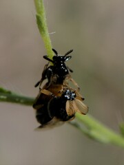 Ripiphorus neomexicanus