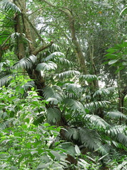 Rhaphidophora decursiva