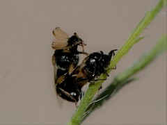 Ripiphorus neomexicanus