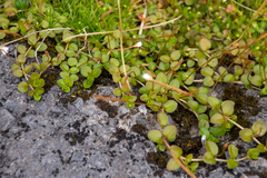 Epilobium brunnescens