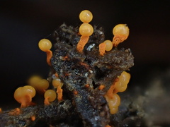 Physarum psittacinum