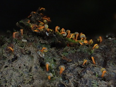 Physarum psittacinum