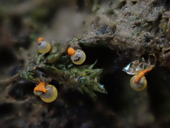 Physarum psittacinum