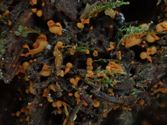 Physarum psittacinum