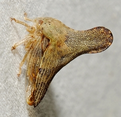 Telamonini