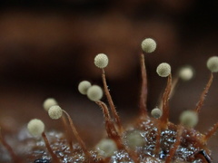 Cribraria microcarpa