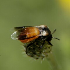 Ripiphorus neomexicanus
