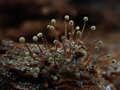 Cribraria microcarpa