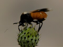 Ripiphorus neomexicanus