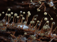 Cribraria microcarpa