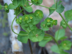 Euphorbia crenulata