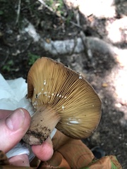 Lactifluus
