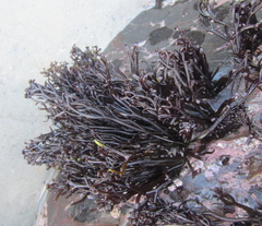 Psilophycus alveatus