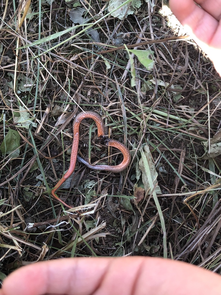 Northern Redbelly Snake from Greenville St, Spencer, MA, US on August