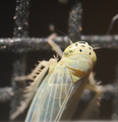 Macrosteles quadrilineatus