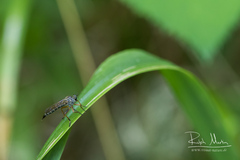 Neomochtherus pallipes
