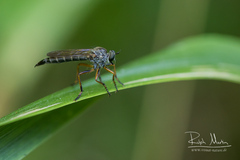 Neomochtherus pallipes