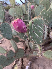 Opuntia dulcis