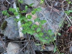 Euphorbia crenulata