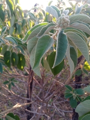 Croton heliotropiifolius
