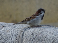 Passer domesticus
