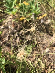 Geum triflorum