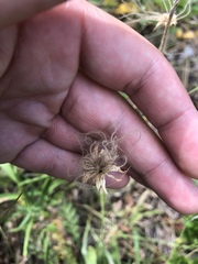 Geum triflorum