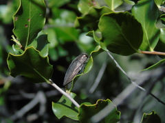 Ectinogonia buquetii