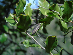Ectinogonia buquetii