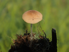 Candolleomyces typhae