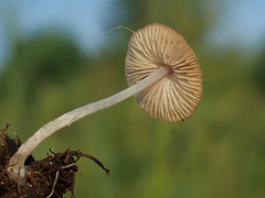 Candolleomyces typhae