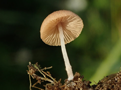 Candolleomyces typhae