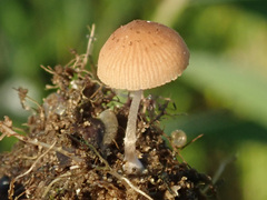 Candolleomyces typhae