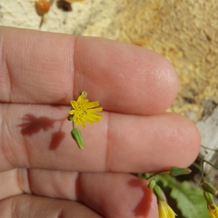 Youngia japonica