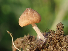 Candolleomyces typhae