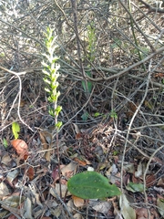 Eltroplectris triloba