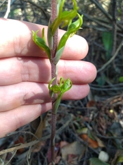 Eltroplectris triloba