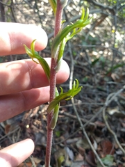 Eltroplectris triloba