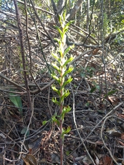 Eltroplectris triloba