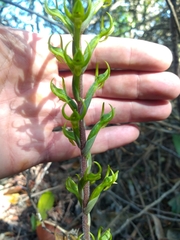 Eltroplectris triloba