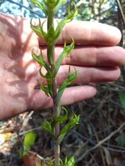 Eltroplectris triloba
